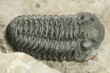 Detailed Phacopid (Acastoides) Trilobite - Foum Zguid, Morocco #244277-3
